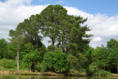 20080518-imgp6386-southampton-common