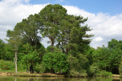 20080518-imgp6387-southampton-common