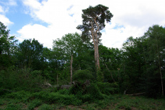 20080518-imgp6392-southampton-common