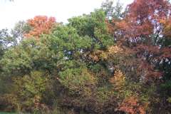 20081016-dscf6001-pecs