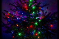 2008-12-17 Christmas tree lit by LED
