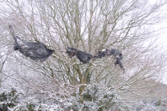 2009-02-02 Southampton Common and environs in the snow