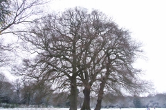 2009-02-02 Southampton Common and environs in the snow