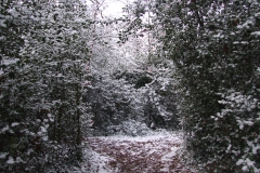 2009-02-02 Southampton Common and environs in the snow