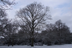 2009-02-02 Southampton Common and environs in the snow