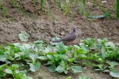 20090411-dscf4414-mui-wo