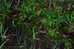 20090419-dscf7203-mui-wo
