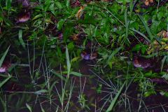 20090419-dscf7204-mui-wo