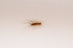 2010-07-07 Centipede