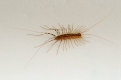 20100707-scutigera-coleoptrata