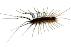 20100707-scutigera-coleoptrata