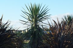 20121108-dscf2550-ayyling-island