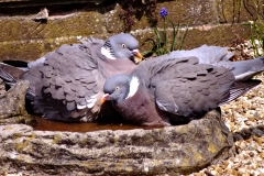 20130425-pigeons-bathing-dscf5073