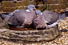 20130425-pigeons-bathing-dscf5080
