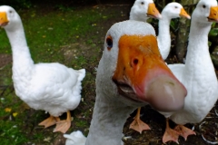 20130908-some-geese-dscf8190