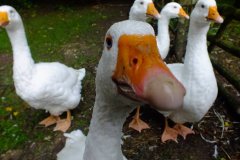 2013-09-08 Weald and downland
