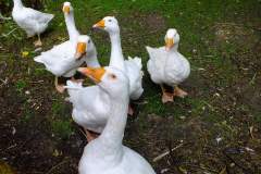 20130908-dscf8146-weald-and-downland-geese