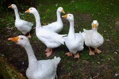 20130908-dscf8148-weald-and-downland-geese