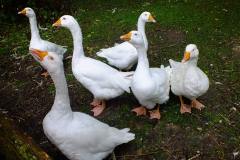 20130908-dscf8150-weald-and-downland-geese