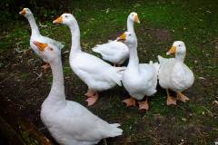 20130908-dscf8151-weald-and-downland-geese