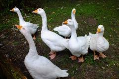 20130908-dscf8152-weald-and-downland-geese