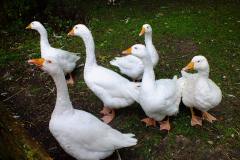 20130908-dscf8153-weald-and-downland-geese