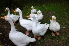 20130908-dscf8154-weald-and-downland-geese