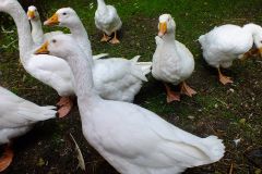 20130908-dscf8156-weald-and-downland-geese