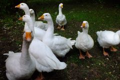 20130908-dscf8157-weald-and-downland-geese