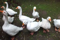 20130908-dscf8160-weald-and-downland-geese