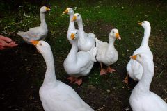 20130908-dscf8162-weald-and-downland-geese