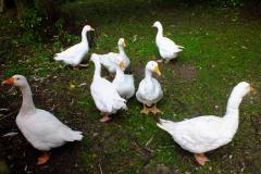 20130908-dscf8164-weald-and-downland-geese