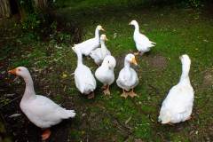 20130908-dscf8165-weald-and-downland-geese