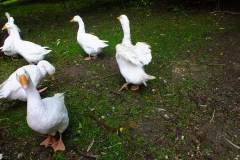 20130908-dscf8168-weald-and-downland-geese