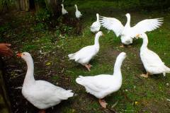 20130908-dscf8169-weald-and-downland-geese