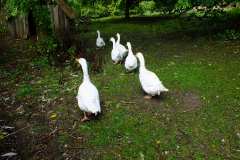 20130908-dscf8170-weald-and-downland-geese