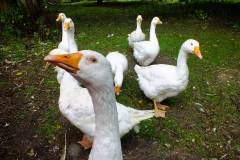 20130908-dscf8172-weald-and-downland-geese