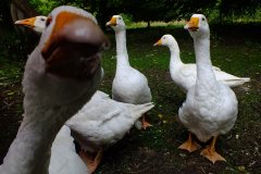 20130908-dscf8176-weald-and-downland-geese