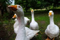 20130908-dscf8177-weald-and-downland-geese