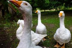 20130908-dscf8178-weald-and-downland-geese