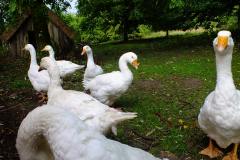 20130908-dscf8179-weald-and-downland-geese