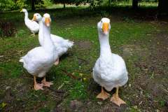 20130908-dscf8180-weald-and-downland-geese