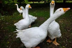 20130908-dscf8181-weald-and-downland-geese