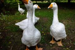 20130908-dscf8183-weald-and-downland-geese