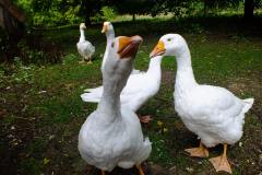 20130908-dscf8184-weald-and-downland-geese