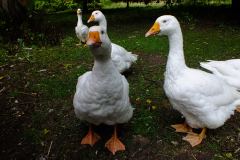 20130908-dscf8185-weald-and-downland-geese