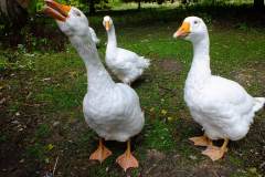 20130908-dscf8186-weald-and-downland-geese