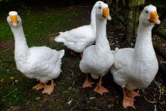 20130908-dscf8188-weald-and-downland-geese