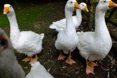 20130908-dscf8189-weald-and-downland-geese