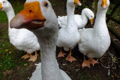 20130908-dscf8191-weald-and-downland-geese